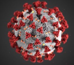 CDC Image of the Coronavirus