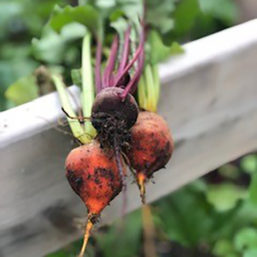 Photo by Joshua Clark- beets